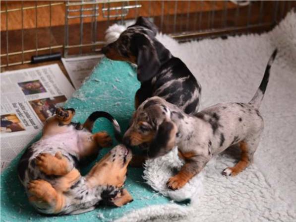 Dapple Dachshund Puppies