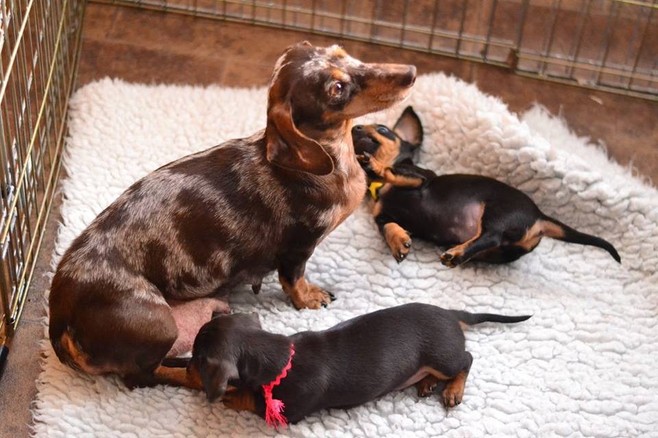 black and tan dachshund puppies