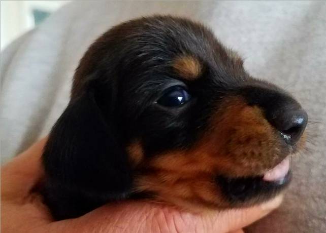 Standard Smooth black and tan Dachshund