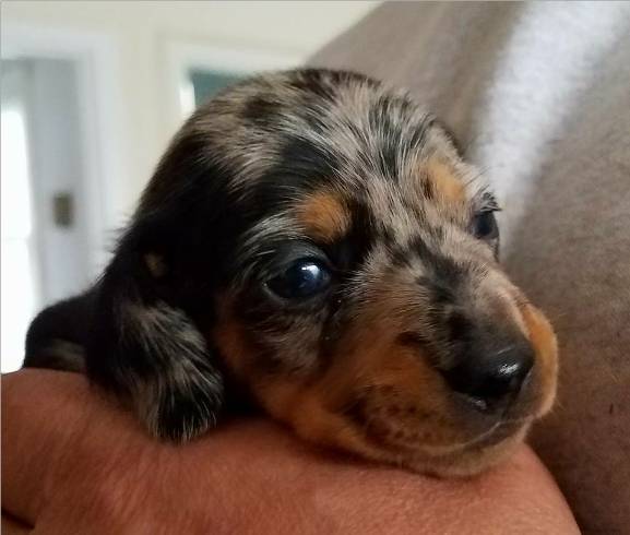 Standard Smooth Dappled Dachshund