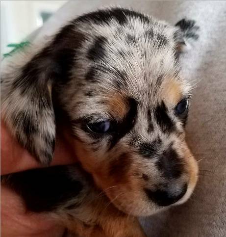 Standard Smooth Dappled Dachshund