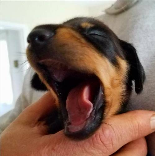 Standard Smooth black and tan Dachshund