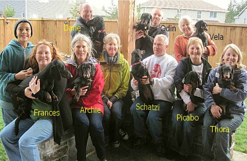 Goodwood Dachshunds litter party