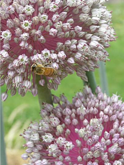 honey bee feeding on leek flower