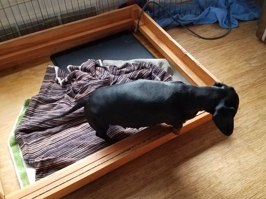 Standard Smooth dachshund Puppy