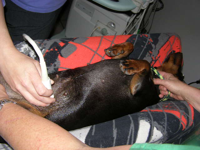 standard smooth dachshund getting a pregnancy ultrasound