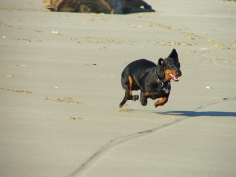 standard smooth dachshund running on the beach