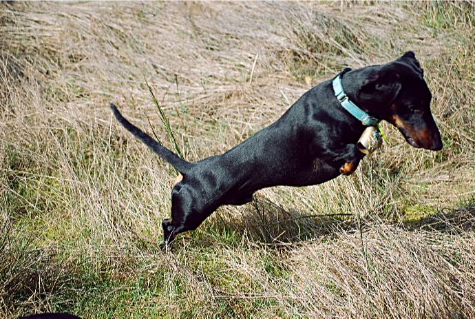 black and tan European standard smooth dachshund