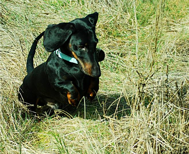 black and tan European standard smooth dachshund