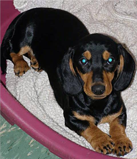 German bred black and tan standard smooth dachshund puppy