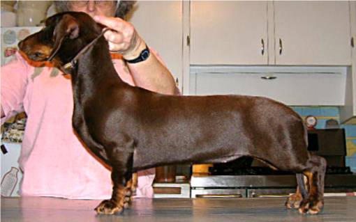 Standard size store dachshund for sale