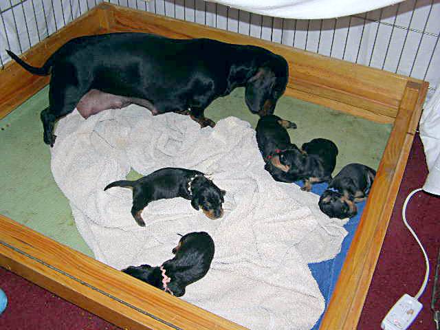 standard smooth dachshund puppies