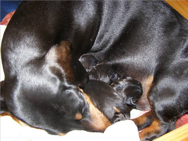 standard smooth dachshund newborn puppy