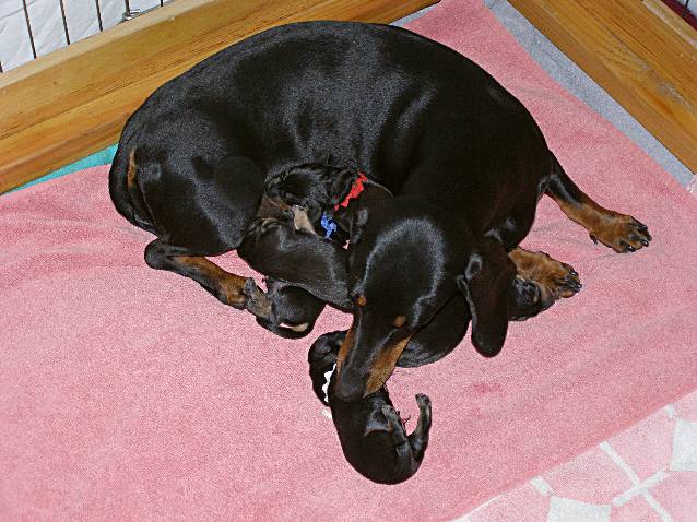 standard smooth dachshund newborn puppy