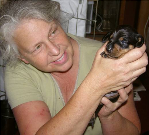 black and tan standard dachshund puppy