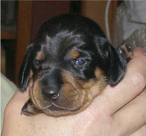 black and tan standard dachshund puppy