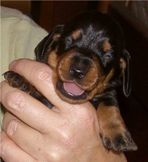 black and tan standard dachshund puppy