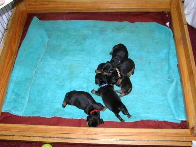 standard smooth dachshund puppies