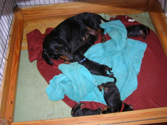 standard smooth dachshund puppies