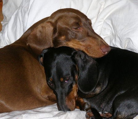 standard smooth black and tan and chocolate dachshunds