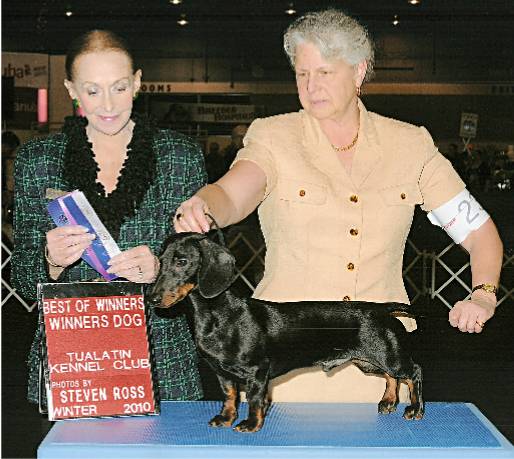 standard smooth dachshund in show ring