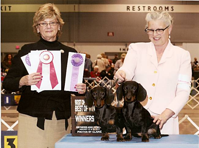 standard smooth dachshunds in show ring