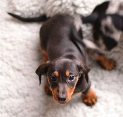 Dachshund Puppy