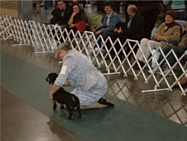 Claire Mancha stacking a standard smooth dachshund in the show ring
