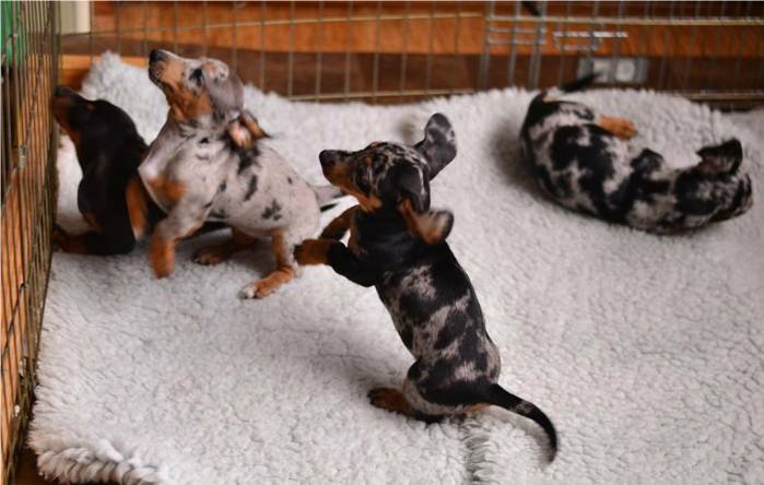 Dapple Dachshund Puppies