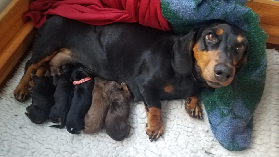 Black and tan standard smooth dachshund puppies