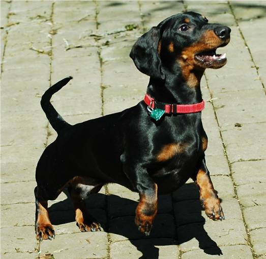 standard smooth european dachshund