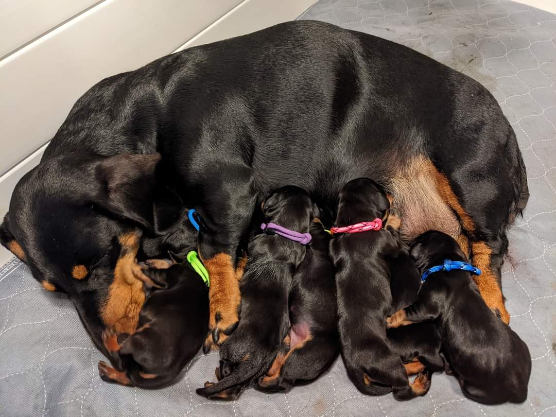 Standard Dachshund Puppies