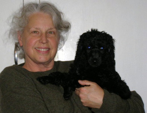 Tudorose Toast of the Town Standard Poodle Puppy