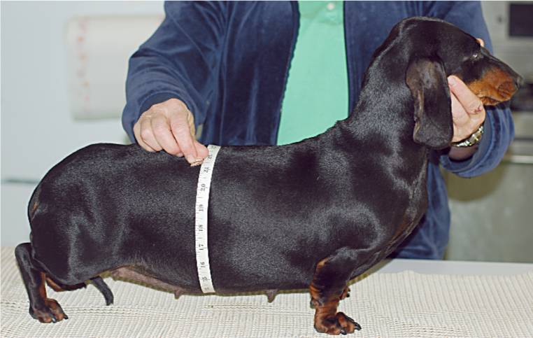 standard smooth dachshund pregnant