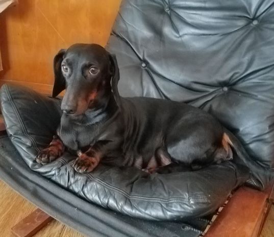 Standard Smooth Dachshund Puppies