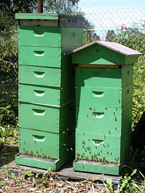 honey bee hives with supers on them, Oregon